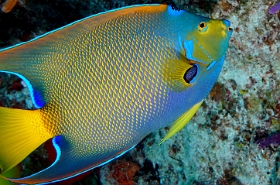 MediaEarth - Bahamas 2017 - DSC02296_rc - Queen Angelfish - Holocanthus ciliaris